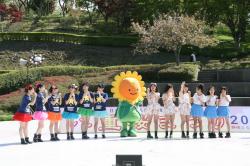 八重桜まつり2013(アイドル) 八重桜まつり2013(アイドル)