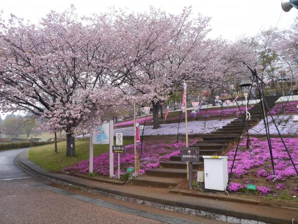 芝桜・八重桜(イチヨウ) 芝桜・八重桜(イチヨウ)