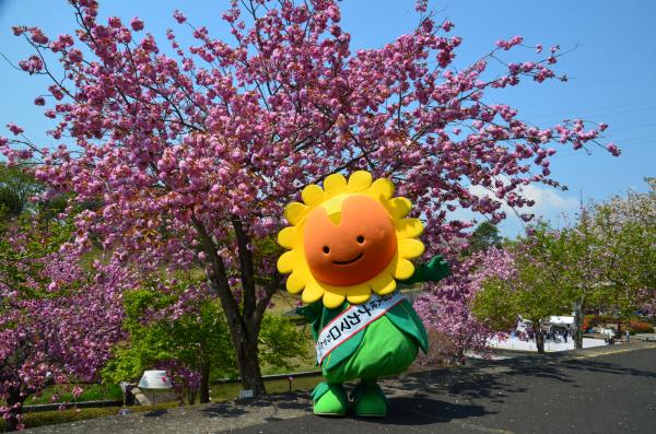 八重桜まつりイベント1 八重桜まつりイベント1