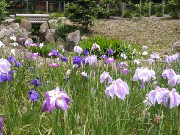 清水洞の上花ショウブ 清水洞の上花ショウブ
