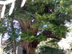 三島神社のシイの樹叢