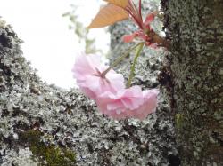 八重桜2014041401 八重桜2014041401
