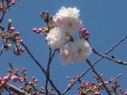 八重桜2014041402 八重桜2014041402