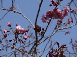 八重桜2014041501 八重桜2014041501