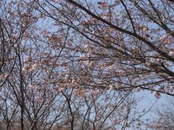 八重桜2014041502 八重桜2014041502