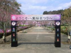 八重桜まつり 八重桜まつり