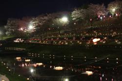 八重桜まつり(夜桜) 八重桜まつり(夜桜)