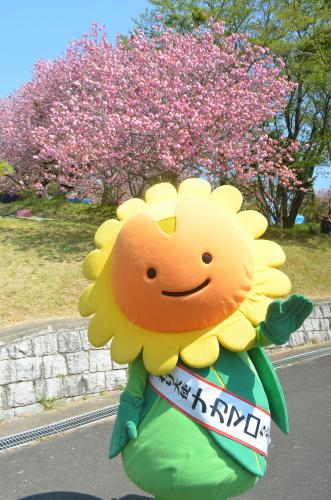 2015八重桜 2015八重桜