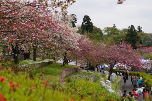2016八重桜まつり 2016八重桜まつり
