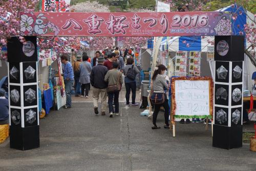 2016八重桜まつり 2016八重桜まつり