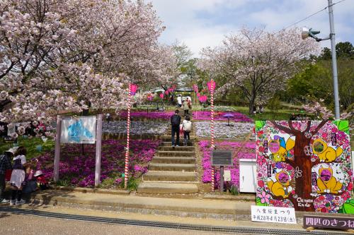 2016八重桜まつり 2016八重桜まつり