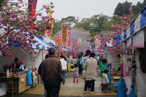2016八重桜まつり 2016八重桜まつり