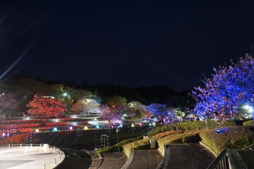 2016八重桜まつり 2016八重桜まつり