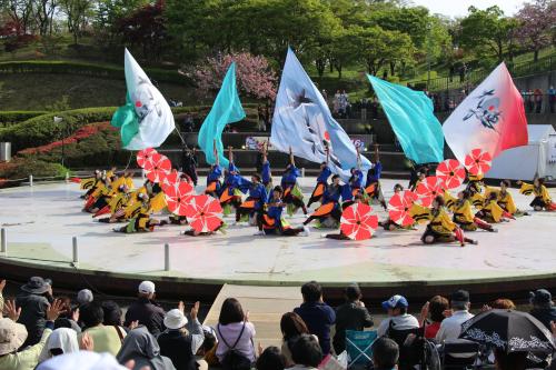2016八重桜まつり 2016八重桜まつり