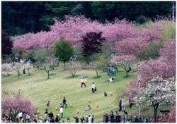 咲き誇る八重桜