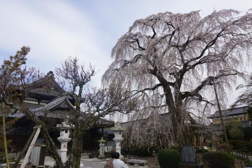 3.27 阿弥陀寺桜 3.27 阿弥陀寺桜