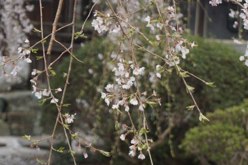 3.27 阿弥陀寺桜 3.27 阿弥陀寺桜