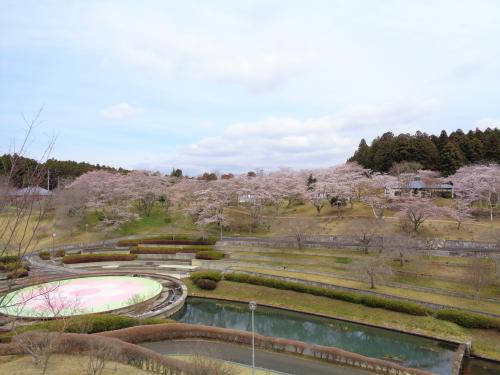 3.30 八重桜 3.30 八重桜