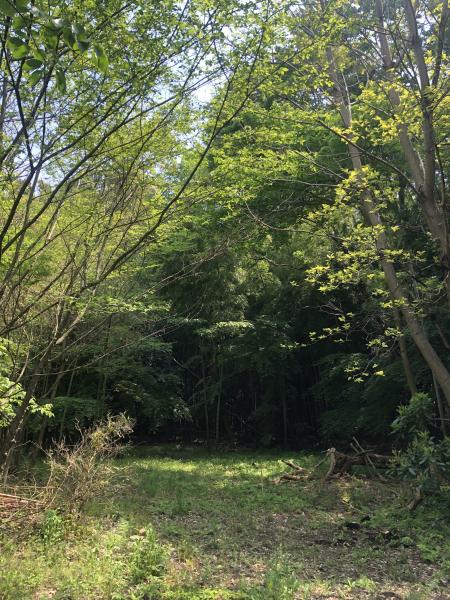 竹林入り口 竹林入り口