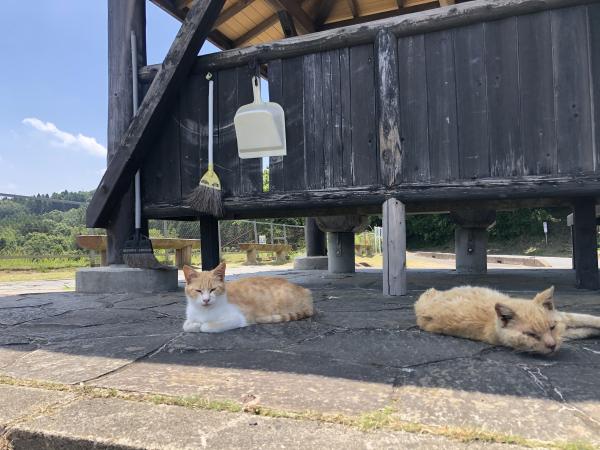 古徳ねこ 古徳ねこ