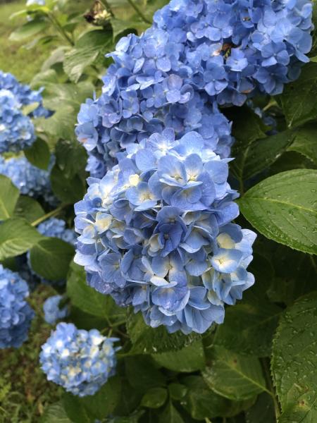 アジサイ青 アジサイ青
