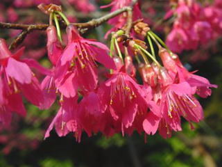 寒緋桜