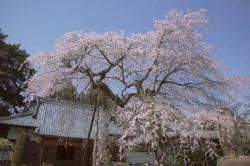 蒼龍寺