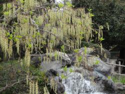 一の関ため池親水公園の春の花たち(3)