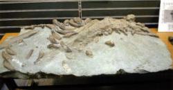 ナカマチクジラ化石