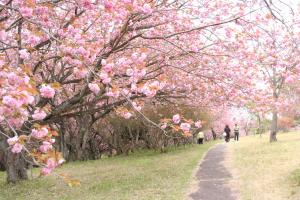 八重桜まつり　園内②