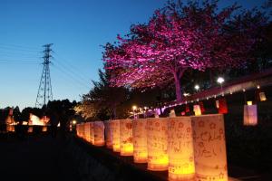 八重桜まつり　夜