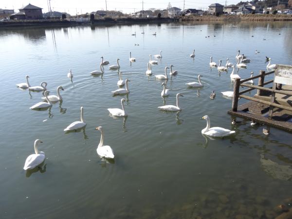 一の関ため池委親水公園(1)