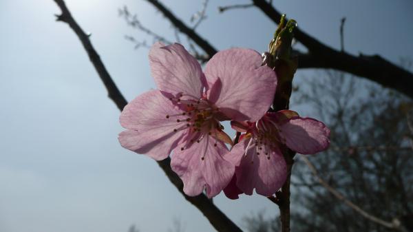 一の関ため池親水公園の春の花たち(1)