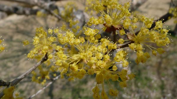 一の関ため池親水公園の春の花たち(2)