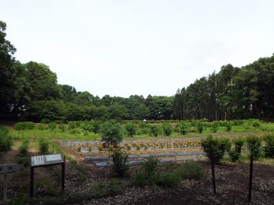 額田城跡