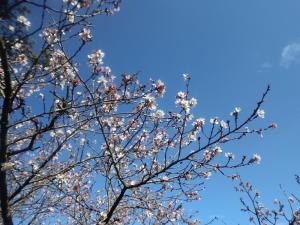 2014-11-21 静峰　四季桜