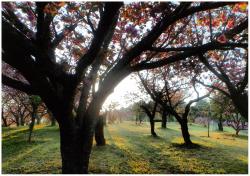 静峰公園の朝