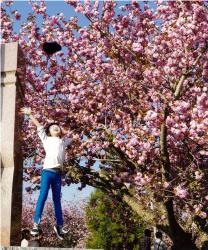 桜に浮かれて