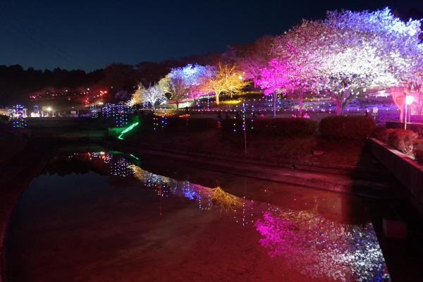 夜桜