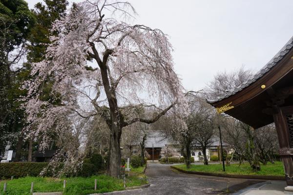 龍昌院