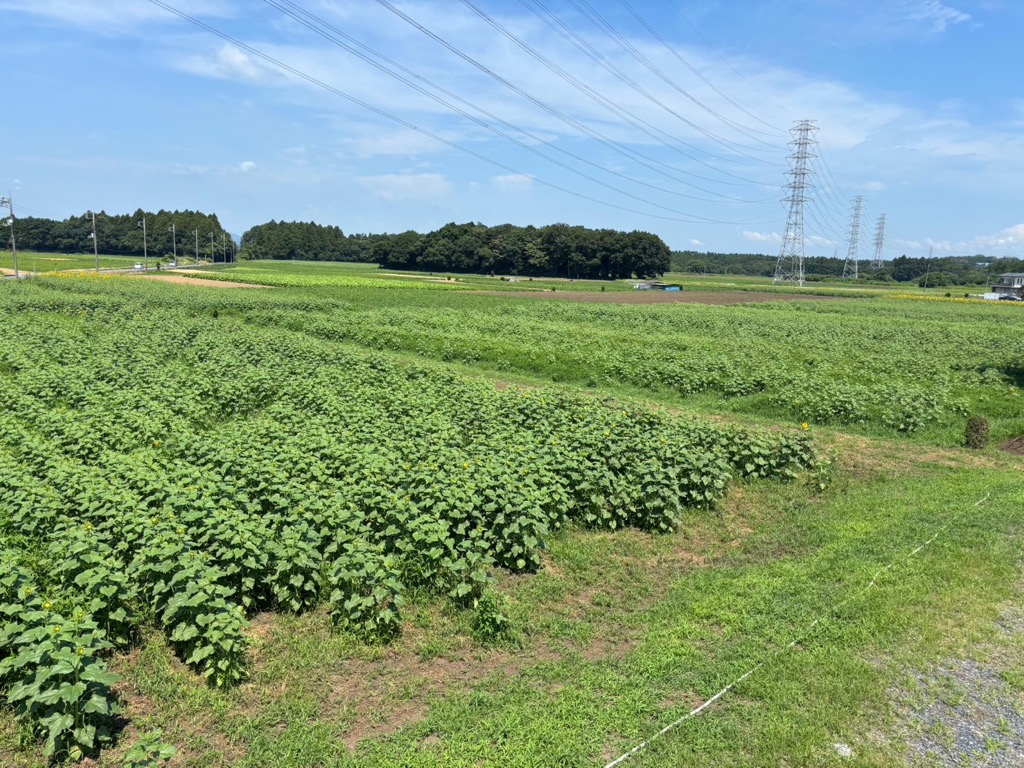 『R7.07.22　ひまわり見晴らし台』の画像