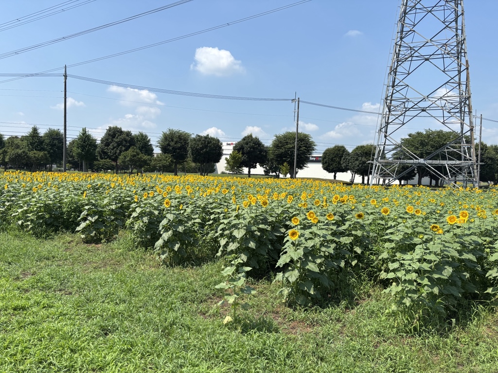 『R7.07.25　ひまわり広角』の画像