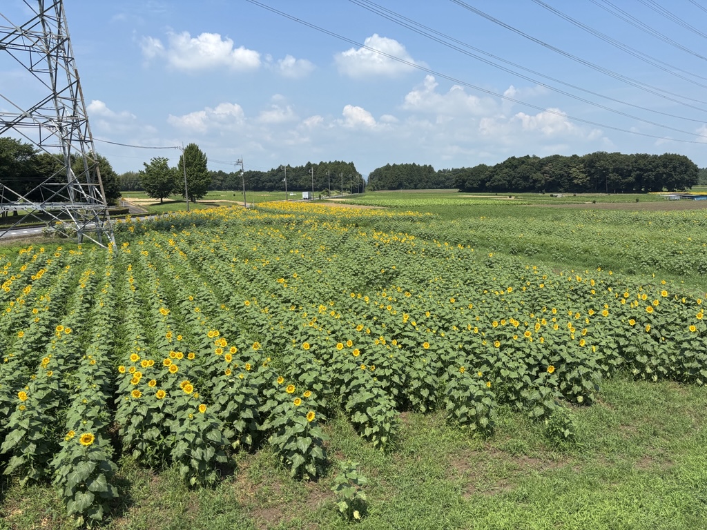『R7.07.25　ひまわり見晴らし台』の画像